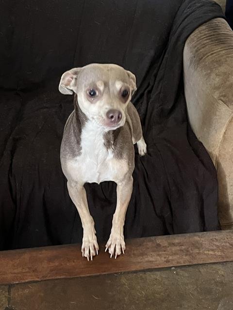 COCO - Chihuahua available for adoption