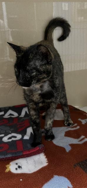 TORTELLENI - Domestic Short Hair available for adoption