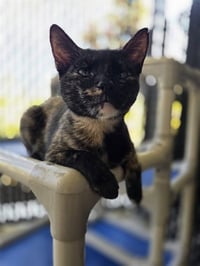 TORTELLENI - Photo 1