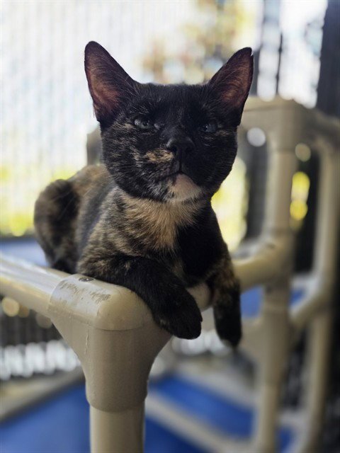 TORTELLENI - Domestic Short Hair available for adoption