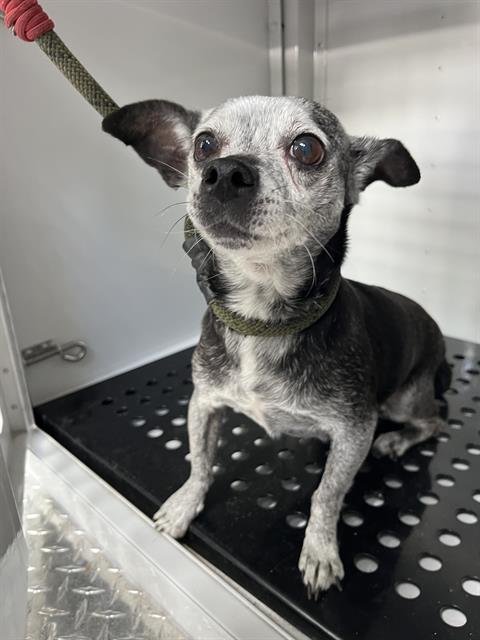 A138658 - Chihuahua available for adoption