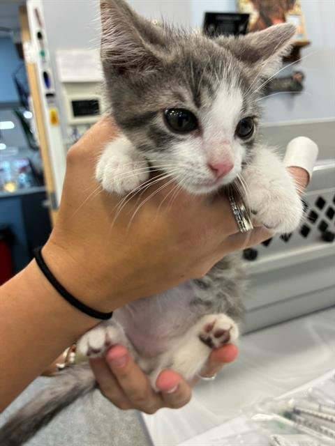 A137193 - Domestic Medium Hair available for adoption
