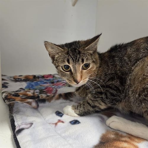 SIBBY - Domestic Short Hair available for adoption