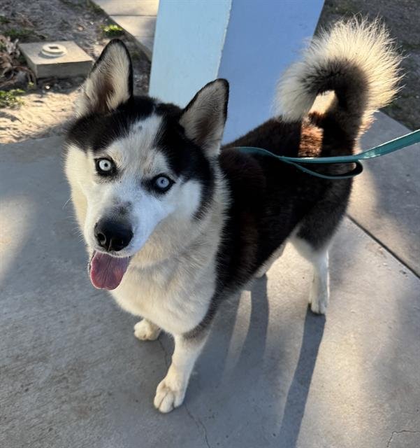 HEDWIG - Husky available for adoption