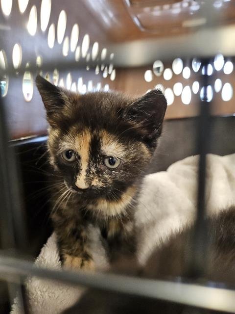 OLIVE - Domestic Short Hair available for adoption