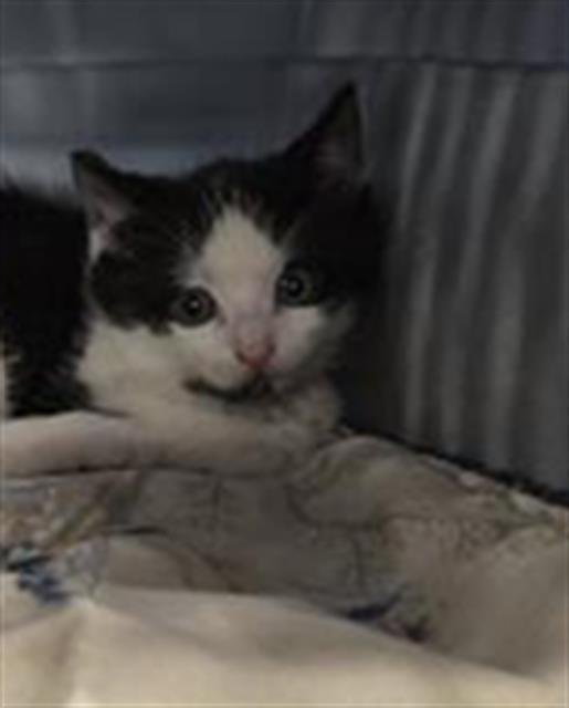 OREO - Domestic Short Hair available for adoption