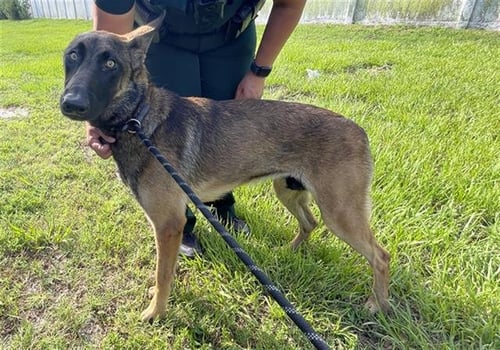 A137109 - Belgian Shepherd Malinois available for adoption