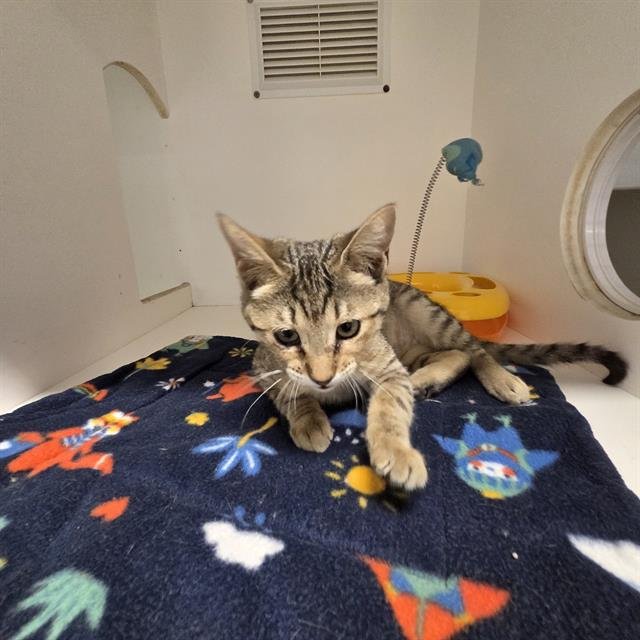 LILY - Domestic Short Hair available for adoption