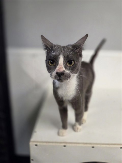 QUINN - Domestic Short Hair available for adoption