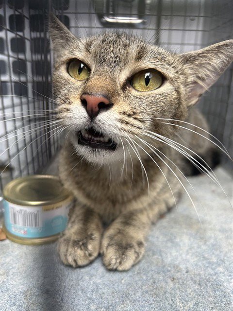 ASPEN - Domestic Short Hair available for adoption