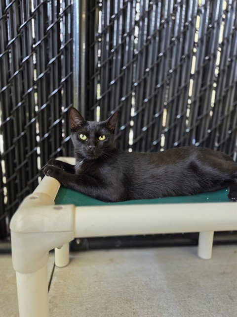 FAYE - Domestic Short Hair available for adoption