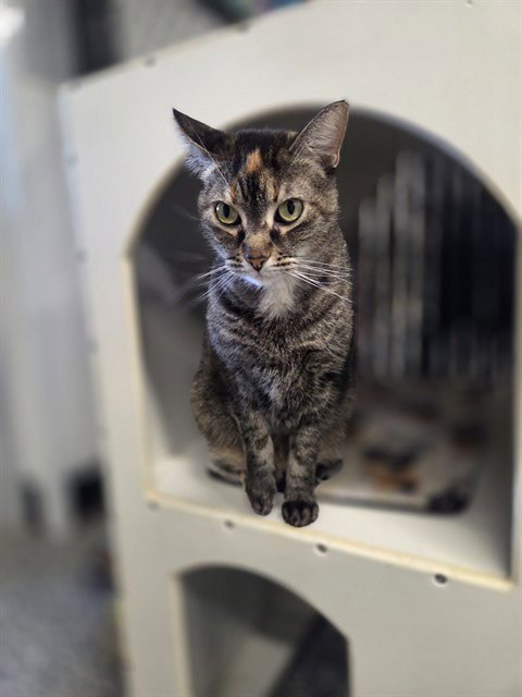 PEANUT - Domestic Short Hair available for adoption