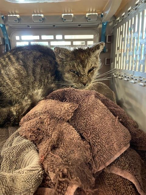 AVERY - Domestic Short Hair available for adoption