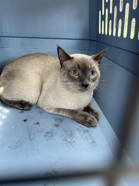 A138831 - Domestic Short Hair available for adoption