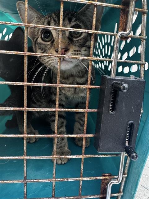 SCHOOL BUS - Domestic Short Hair available for adoption