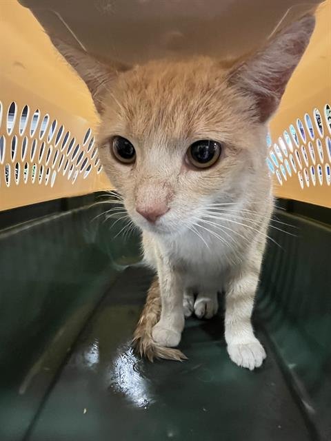 OZEE - Domestic Short Hair available for adoption