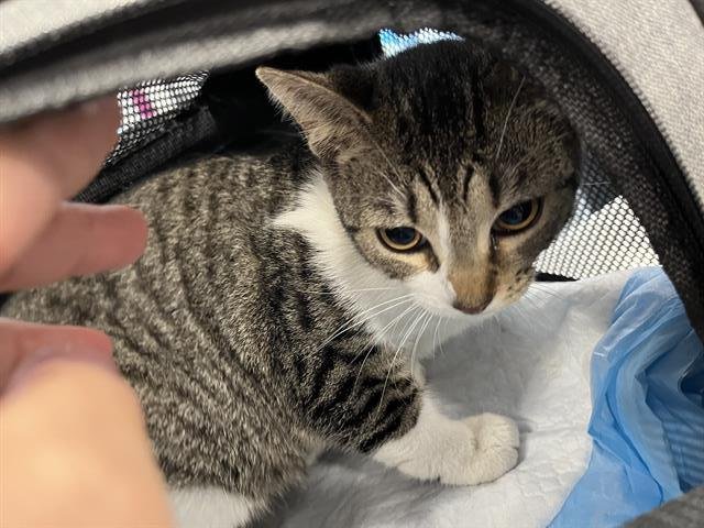 LACEY - Domestic Short Hair available for adoption