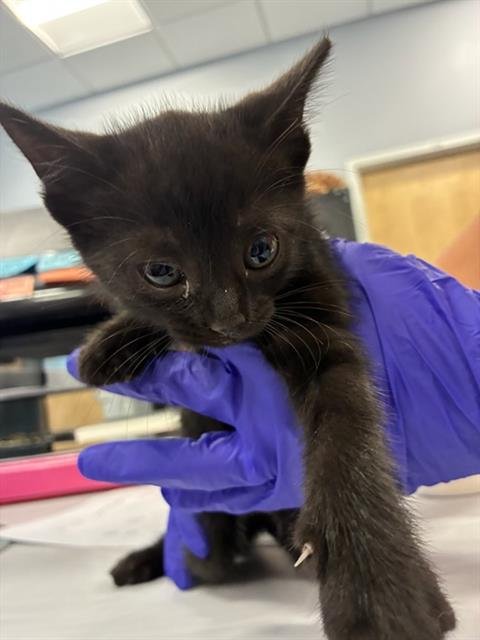 A138322 - Domestic Short Hair available for adoption