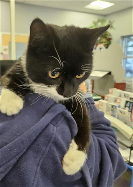 ASPEN - Domestic Short Hair available for adoption