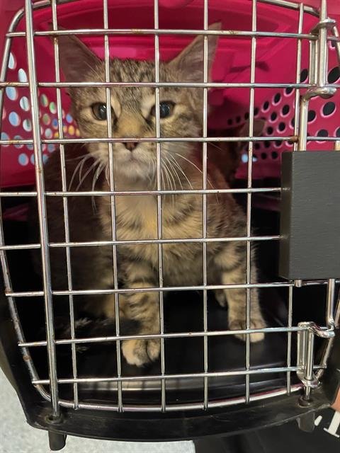 APRIL - Domestic Short Hair available for adoption