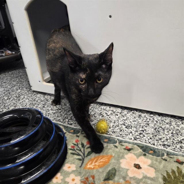 KARI - Domestic Short Hair available for adoption