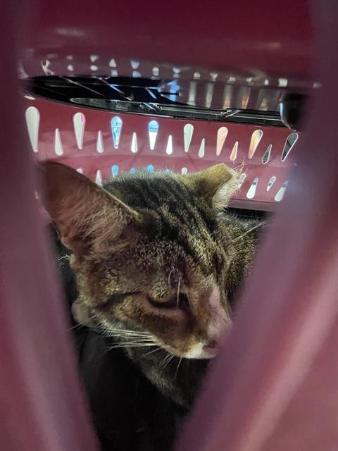 ATTICUS - Domestic Short Hair available for adoption