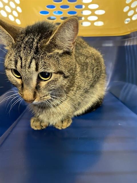 NINA - Domestic Short Hair available for adoption