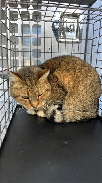 EDEN - Domestic Short Hair available for adoption