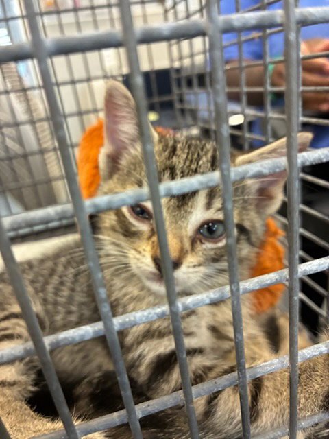 A138324 - Domestic Short Hair available for adoption