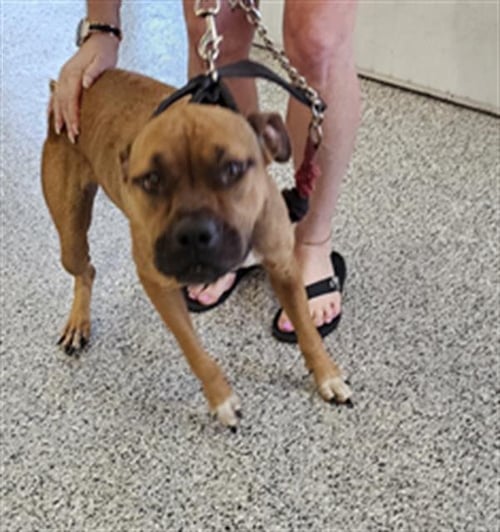 BRANDY - Black Mouth Cur available for adoption