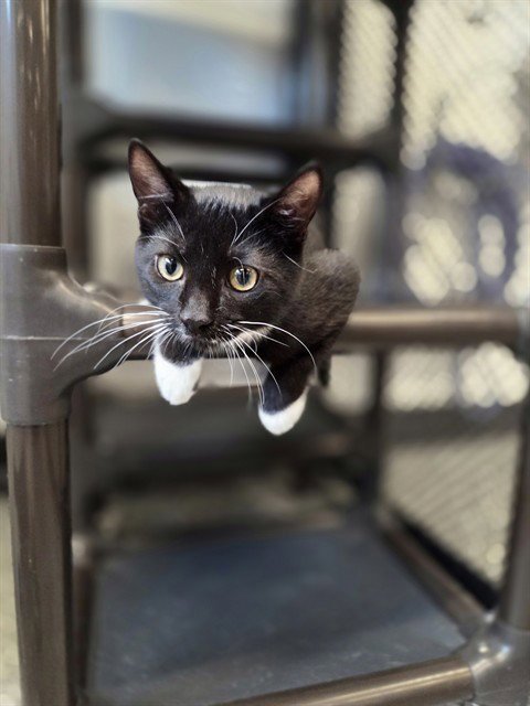VANCOUVER - Domestic Short Hair available for adoption