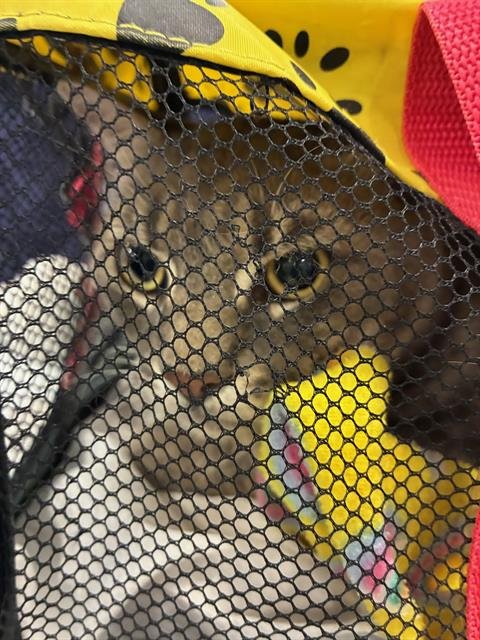 TOMMY - Domestic Short Hair available for adoption