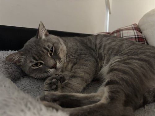 TOMMY - Domestic Short Hair available for adoption