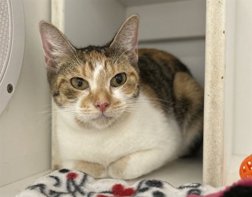 DAKOTA - Domestic Short Hair available for adoption