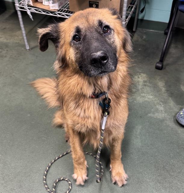 BUD - German Shepherd Dog available for adoption