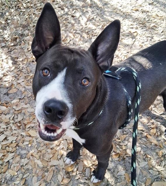 BUMI - Staffordshire Bull Terrier available for adoption