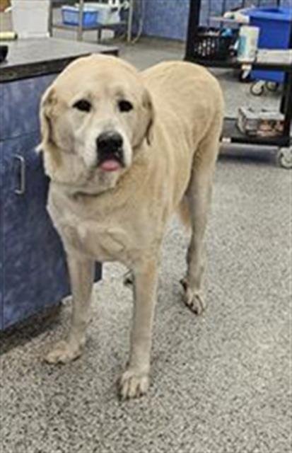 MAXIMUS - Anatolian Shepherd available for adoption