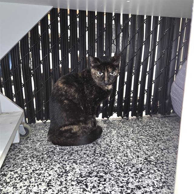 JOANNE - Domestic Short Hair available for adoption