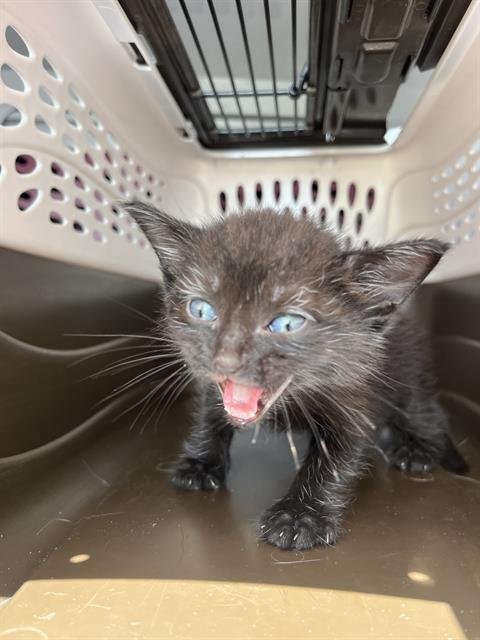 ICARUS - Domestic Short Hair available for adoption