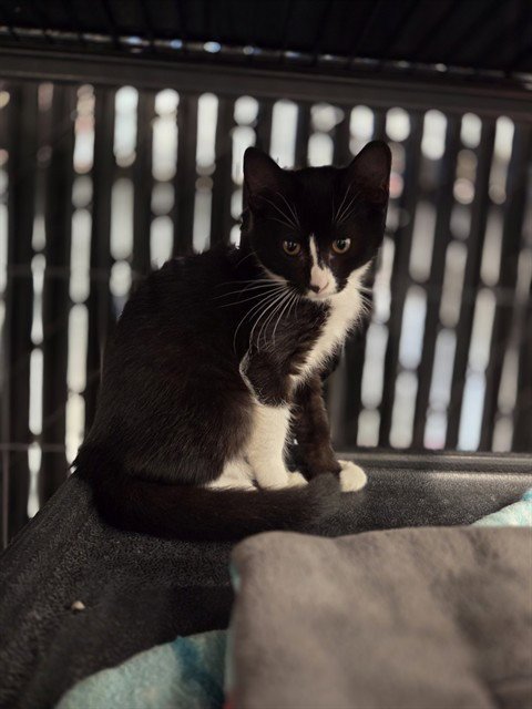 MEG - Domestic Short Hair available for adoption