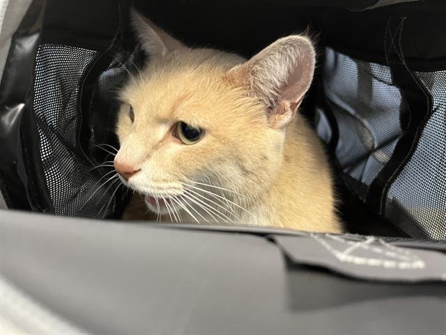 LENOARD - Domestic Short Hair available for adoption