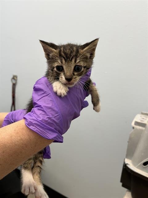 JACK - Domestic Short Hair available for adoption