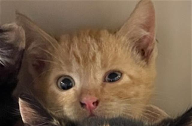 MILES FINCH - Domestic Short Hair available for adoption