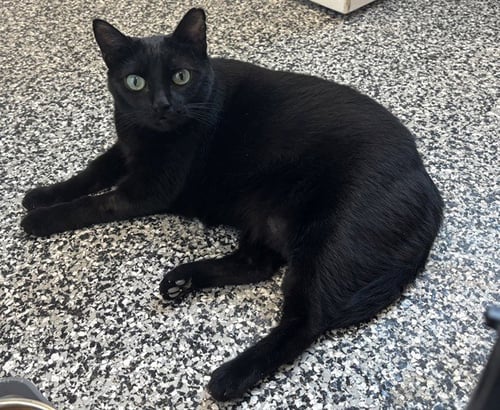 FATIMA - Domestic Short Hair available for adoption