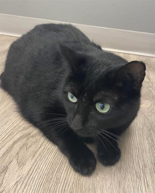 FATIMA - Domestic Short Hair available for adoption