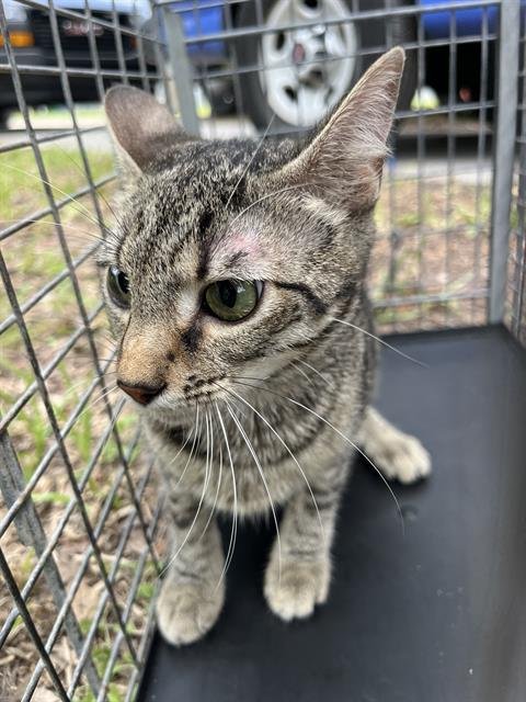 A138830 - Domestic Short Hair available for adoption