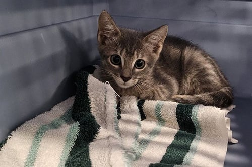 BLUE - Domestic Short Hair available for adoption