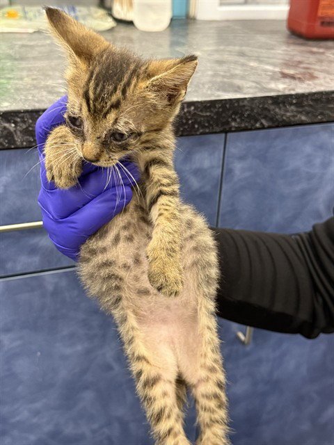BUFFY - Domestic Short Hair available for adoption