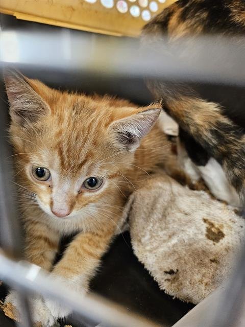 RANGER - Domestic Short Hair available for adoption
