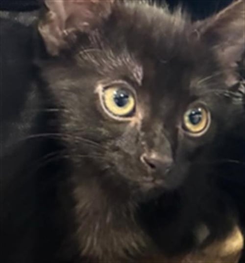 LOUIE - Domestic Short Hair available for adoption